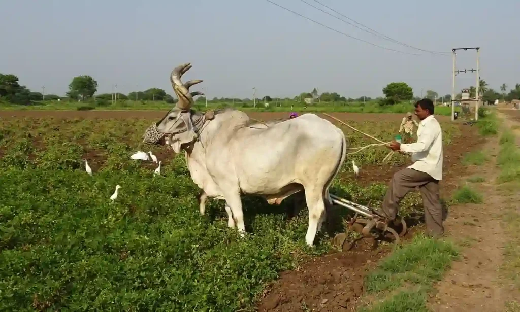 bullock ox in the field