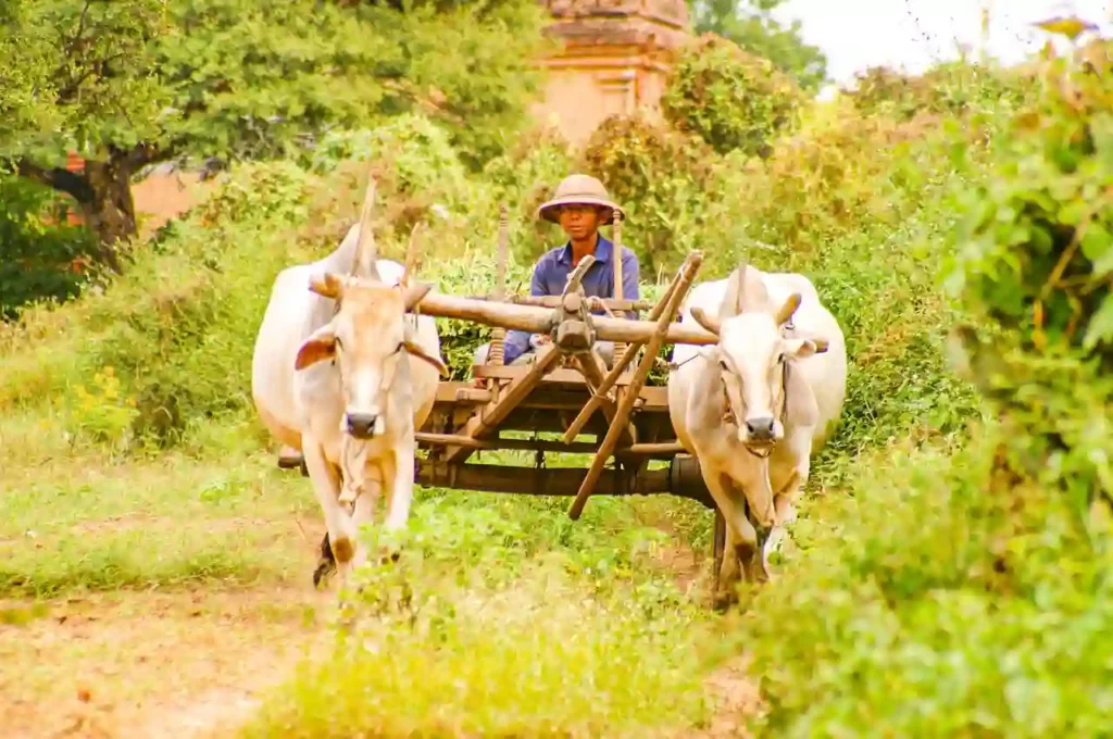 farmer and oxen