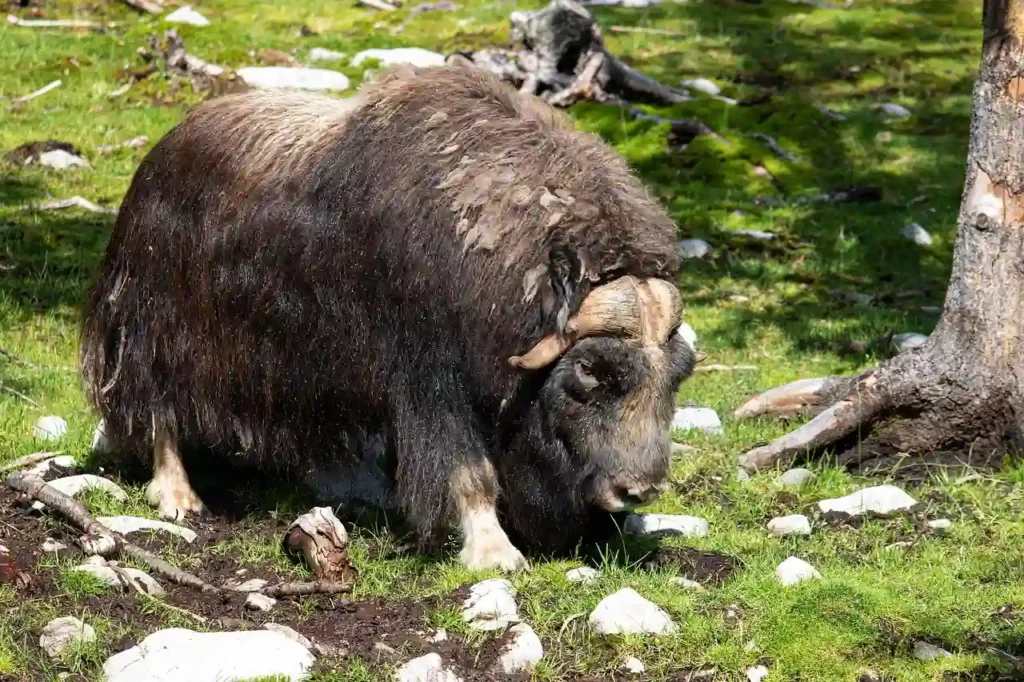 wild ox in the nature