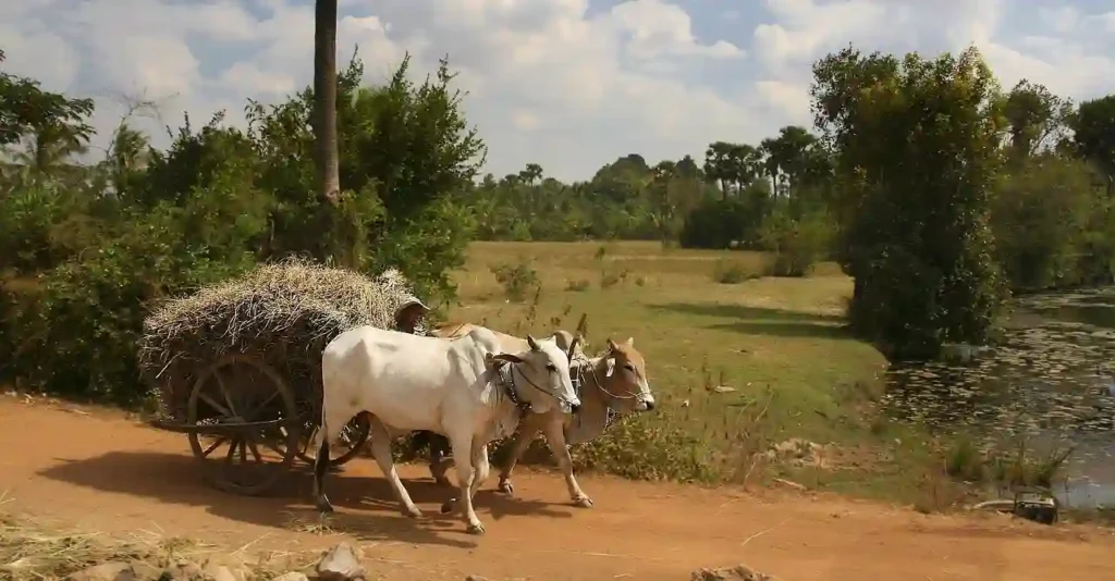 ox pulling a cart