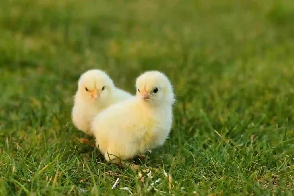 two small chicks