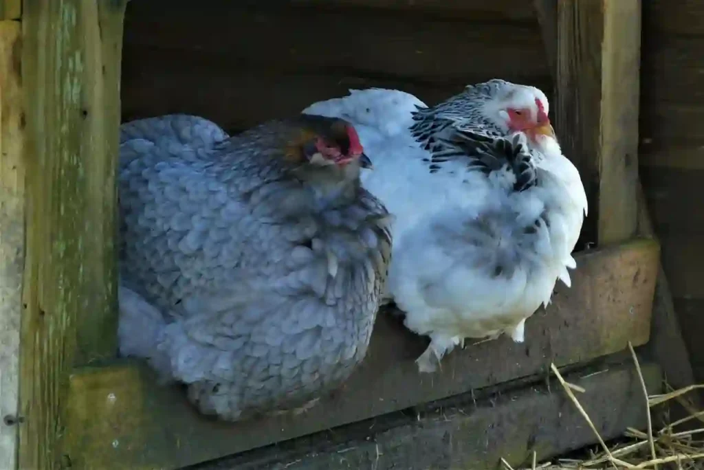 chiken sittng on a farm door